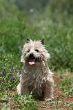 CAIRN TERRIER 564